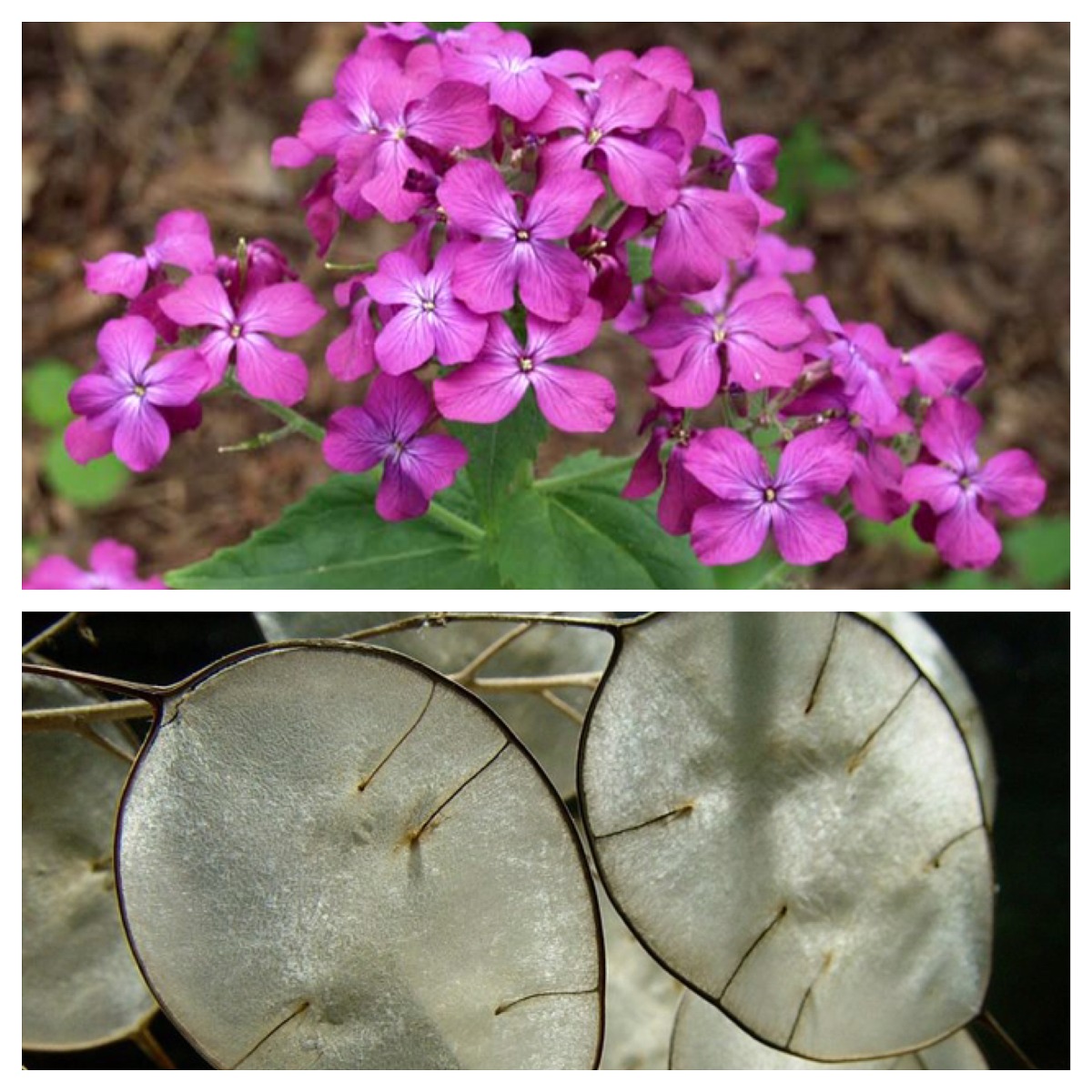 Lunaria annua - Lunaria - 100 semillas