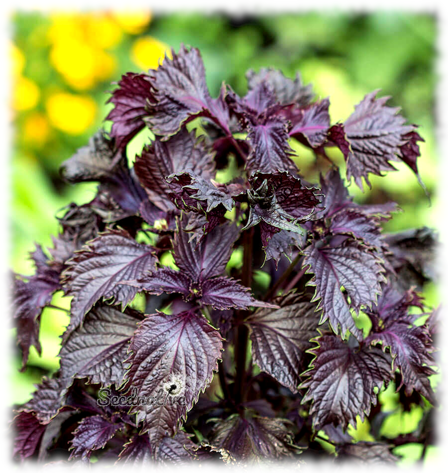 Perilla frutescens var. crisp - Shiso - 1500 semillas