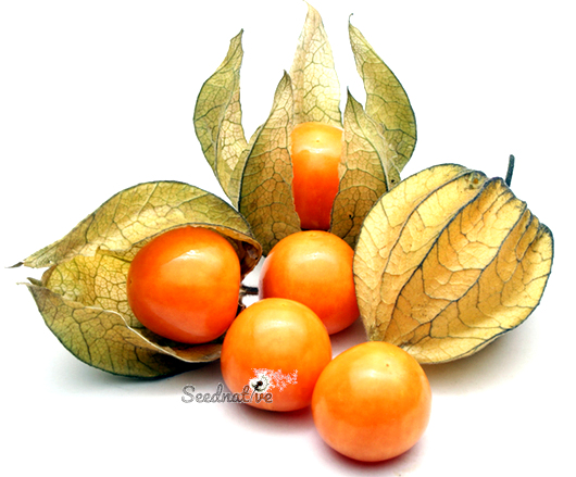 Physalis peruviana - Uvilla - 1000 semillas 