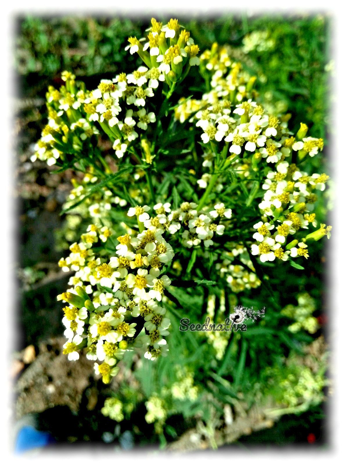 Tagetes minuta - Huacatay - 5000 semillas