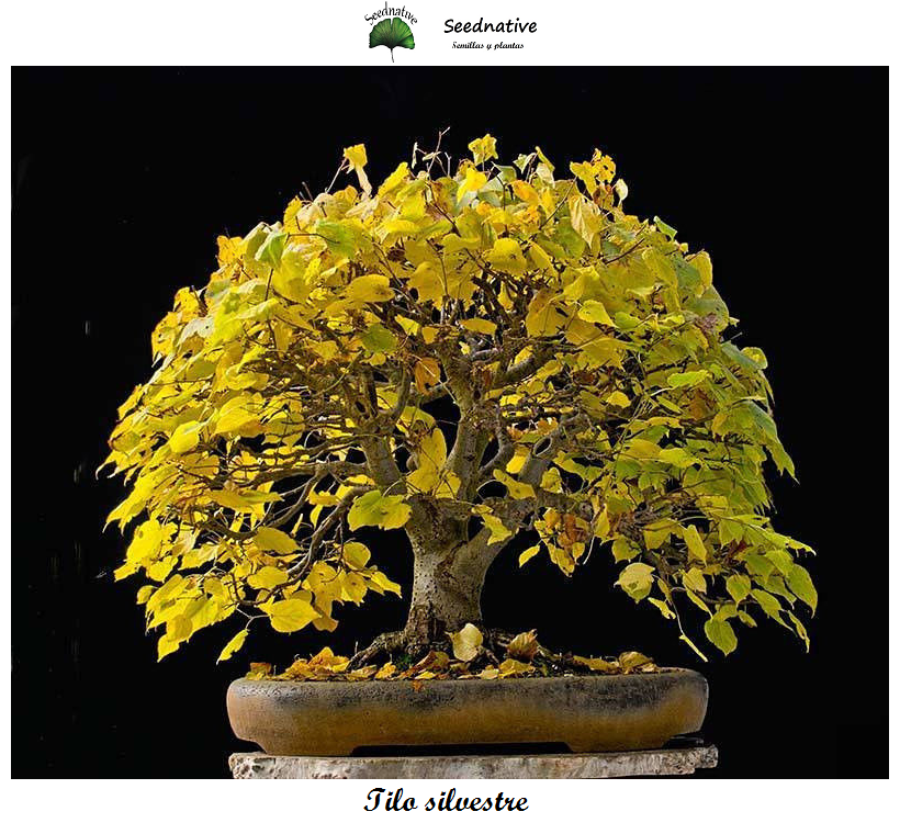 Tilia platyphyllos - Tilo - 25 semillas 