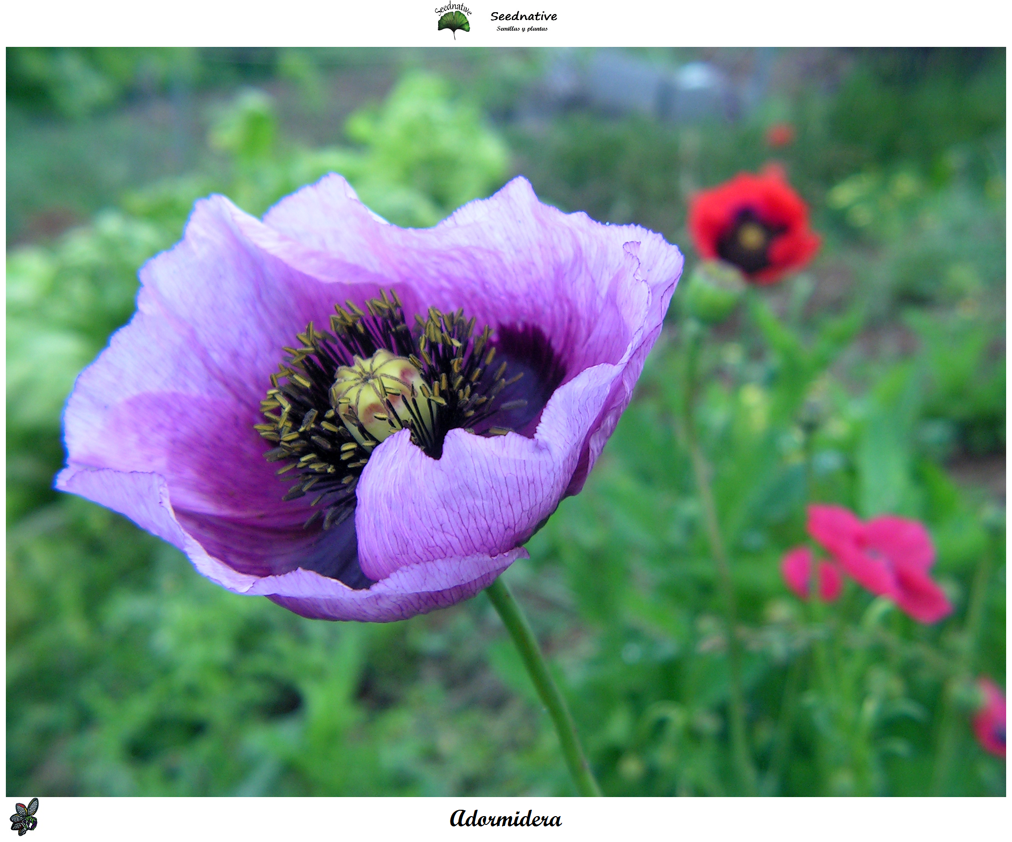 Papaver somniferum - Adormidera - 500 semillas