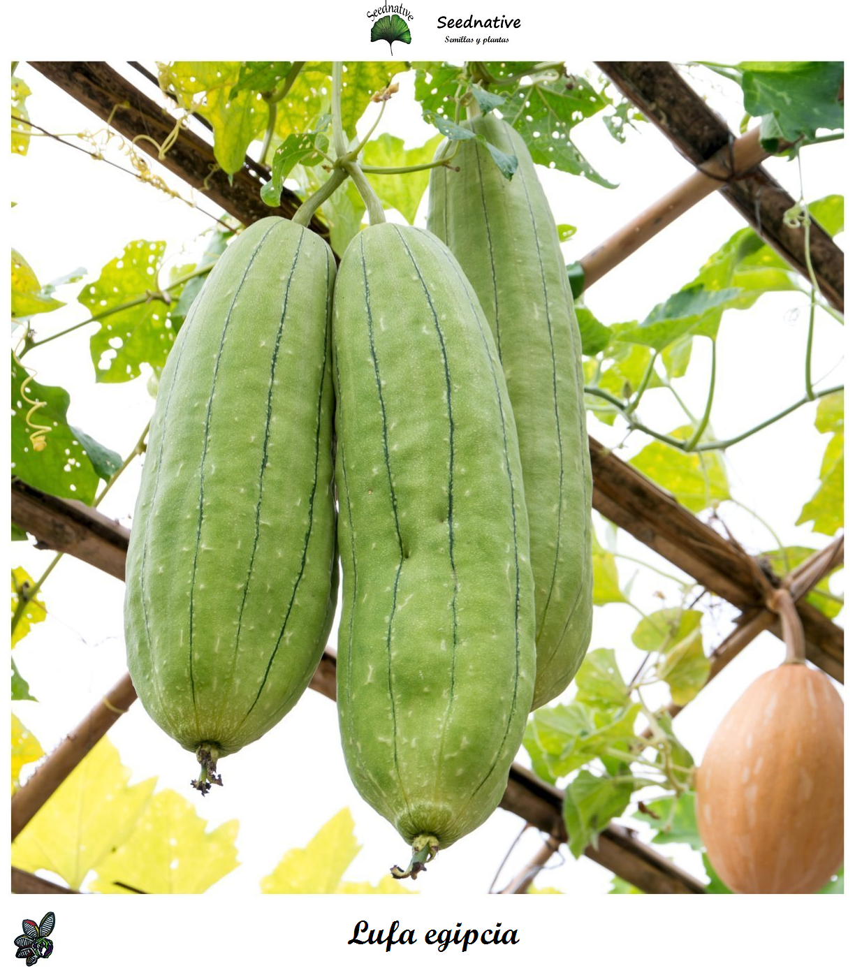 Luffa aegyptiaca - Lufa - 20 semillas