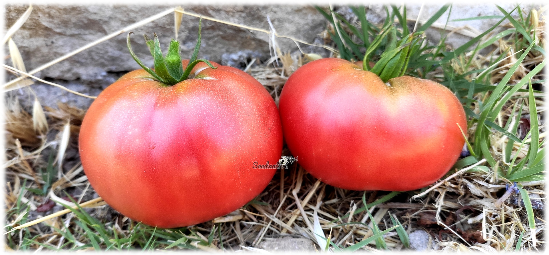 Tomate Aretxabaleta - 20 semillas 