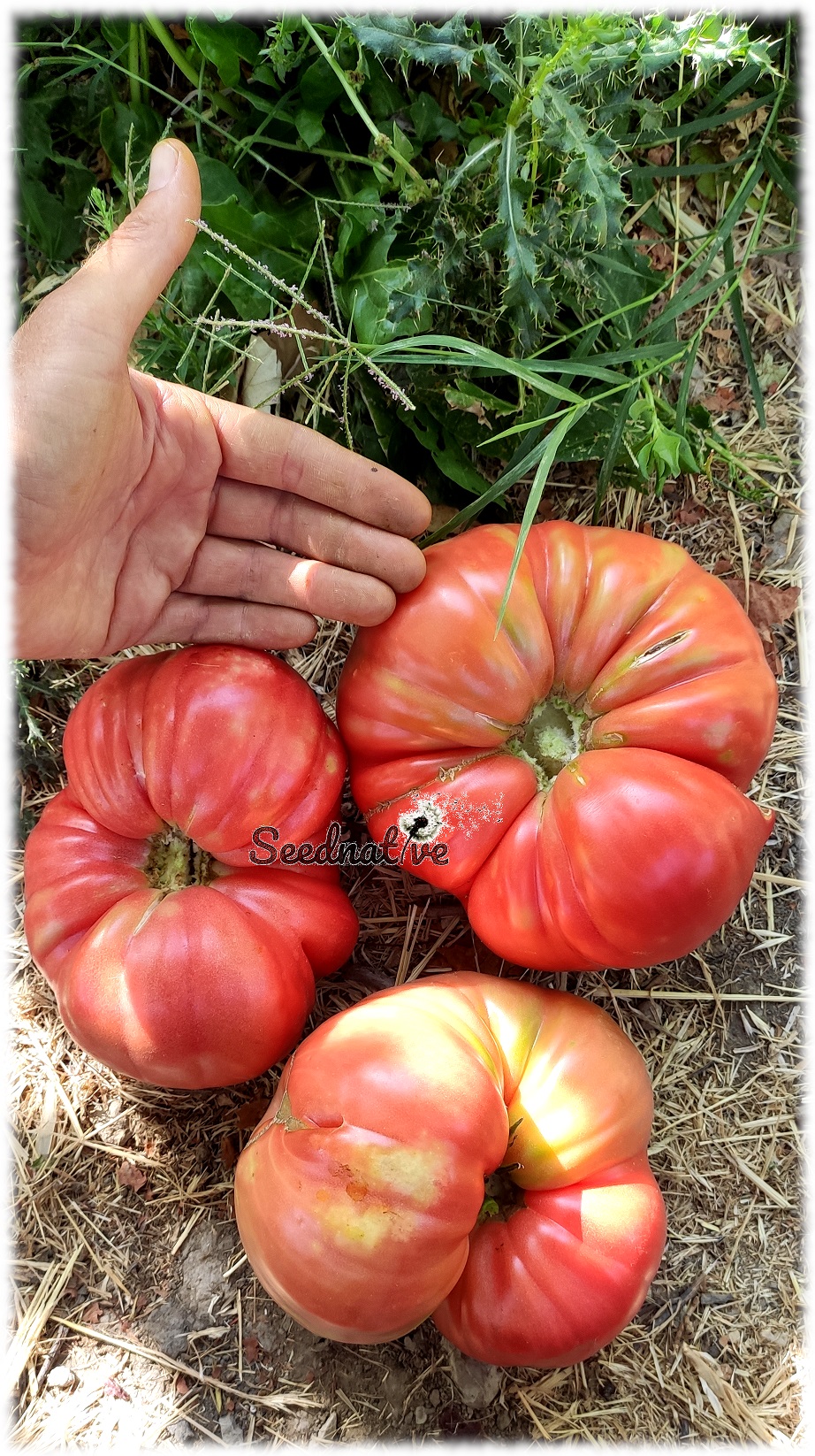 Tomate Flor de Baladre - 20 semillas - var. tomate antiguo