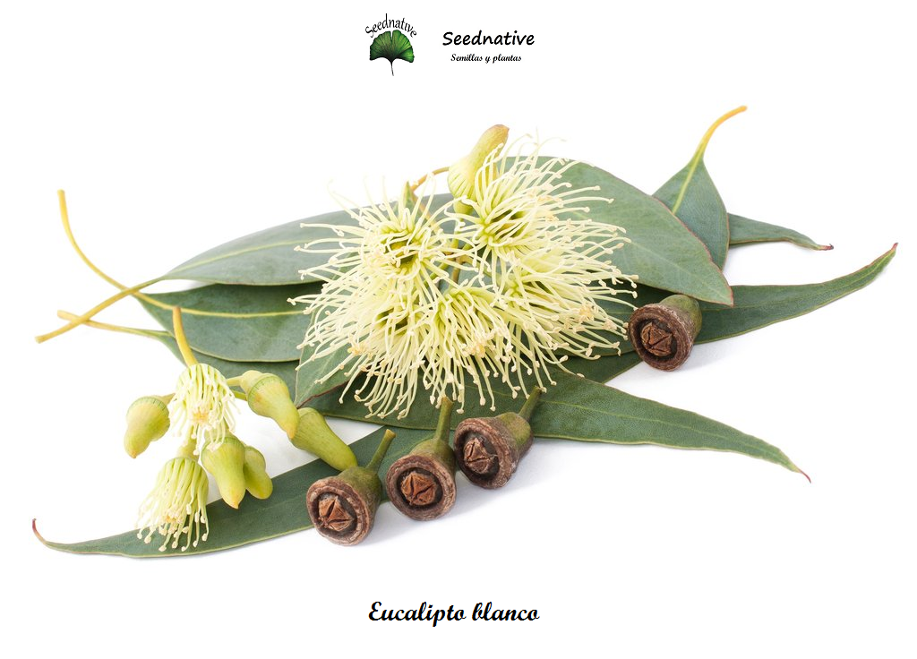 Eucalipto blanco - Eucalyptus globulus - 50 semillas