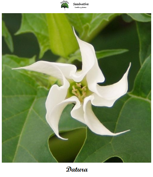 Datura stramonium - Jimsonweed - 100 semillas