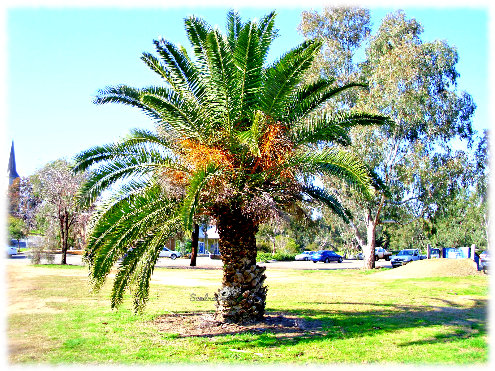 Palmera canaria - Phoenix canariensis - 20 semillas