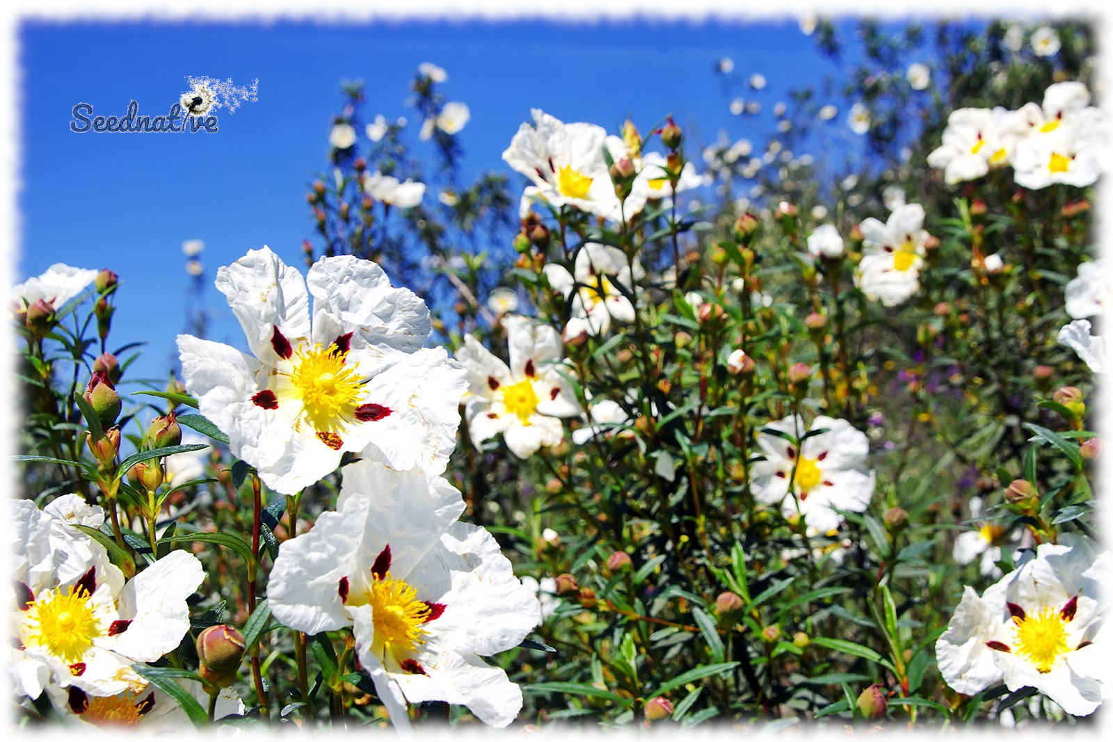 Cistus ladanifer - Jara pringosa - 300 semillas 