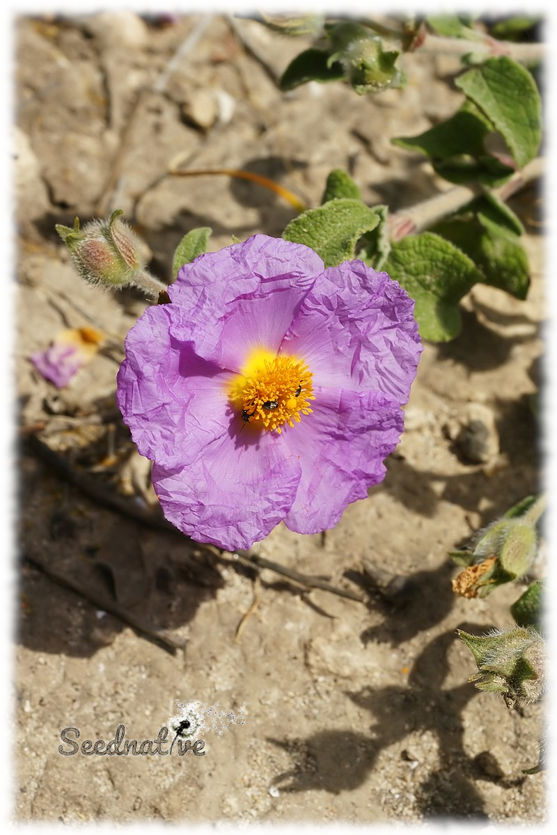 Cistus albidus - Jara blanca - 300 semillas 