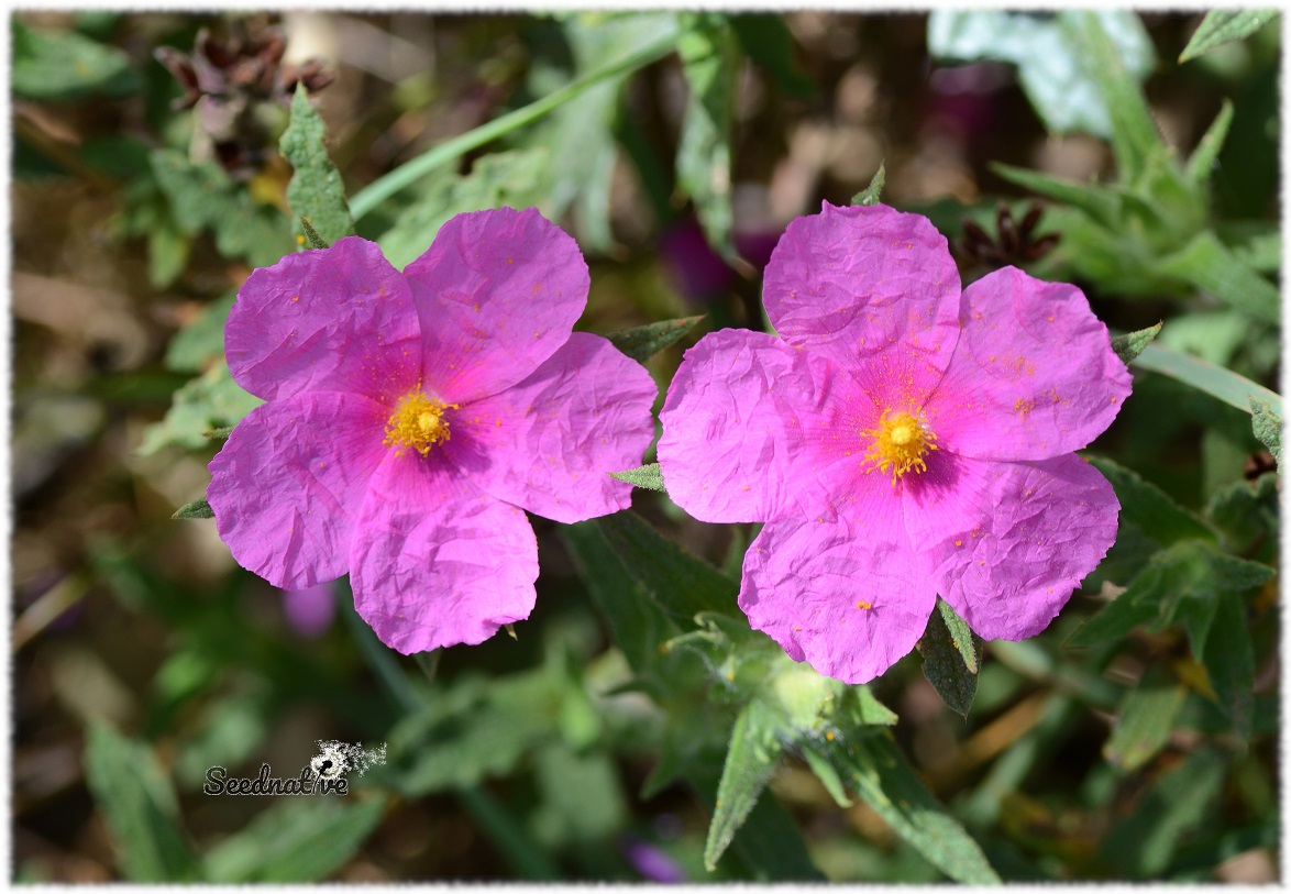 Cistus crispus - Jara rizada - 300 semillas 