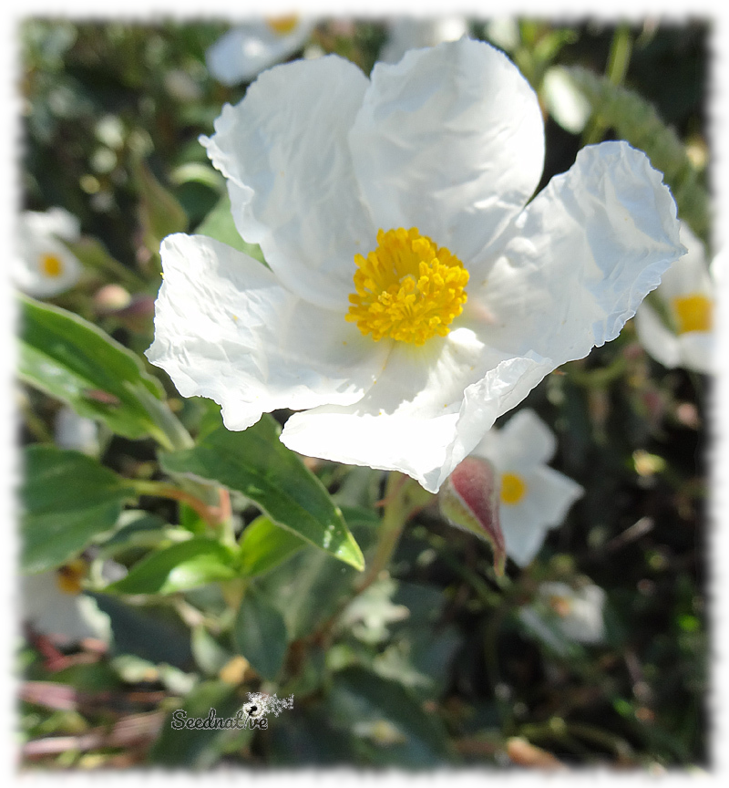 Cistus laurifolius - Jara de hojas de Laurel - 300 semillas 