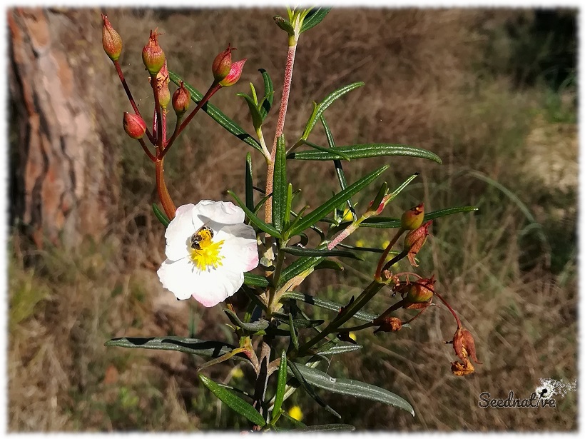 Cistus libanotis - Jara del Líbano - 300 semillas 