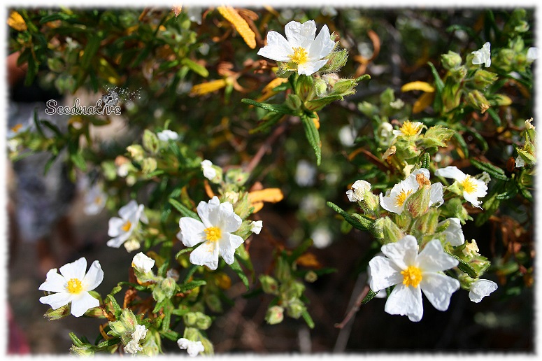 Cistus monspeliensis - Jaguarzo negro - 300 semillas 