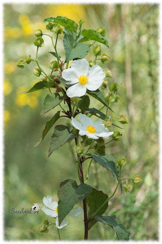 Cistus populifolius - Jara cerval - 300 semillas 