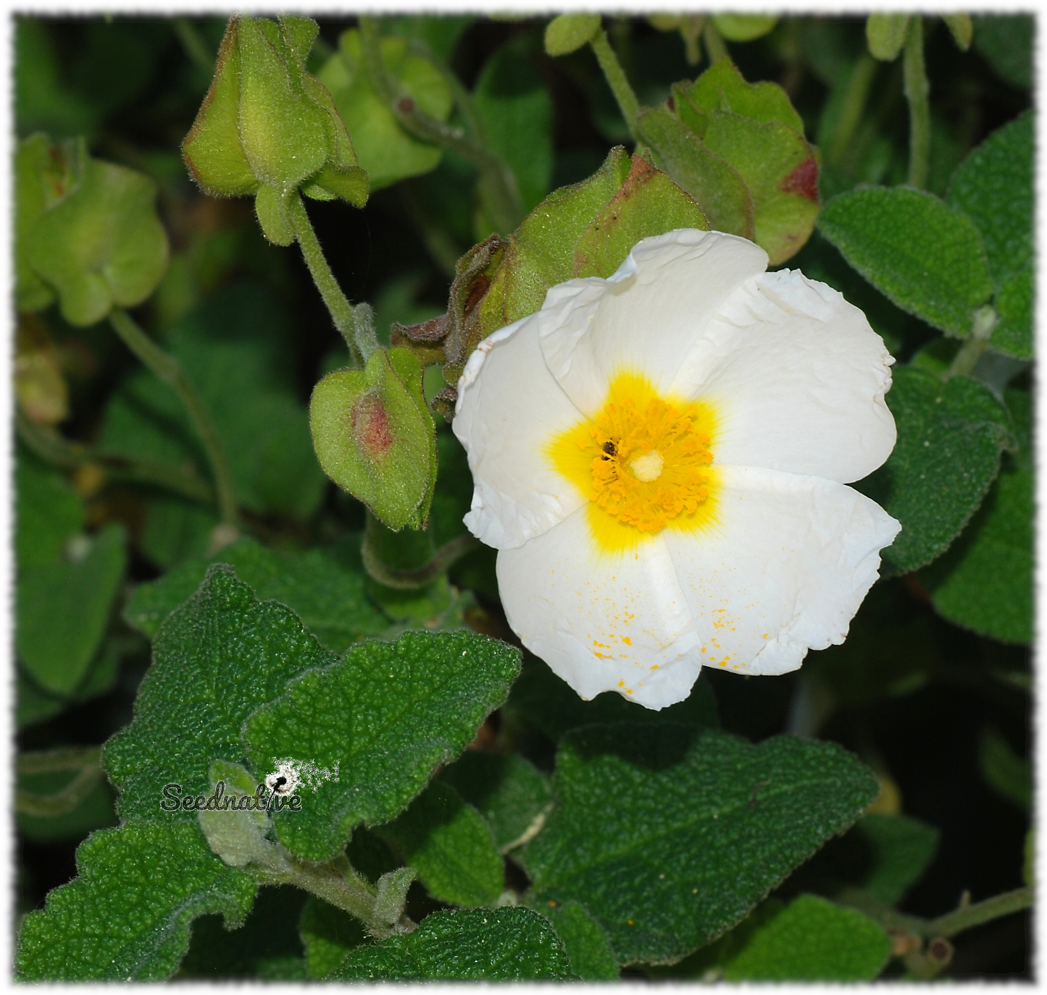 Cistus salviifolius - Jara morisca - 300 semillas 