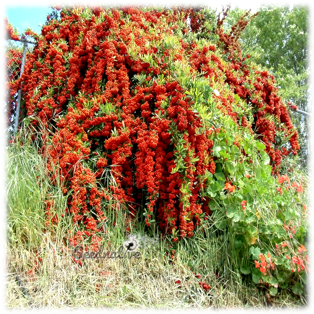 Espino de fuego - Pyracantha crenatoserrata - 300 semillas