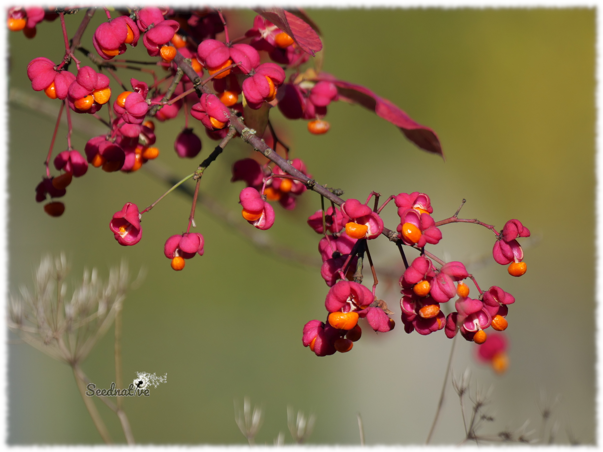 Bonetero - Euonymus europaeus - 25 semillas