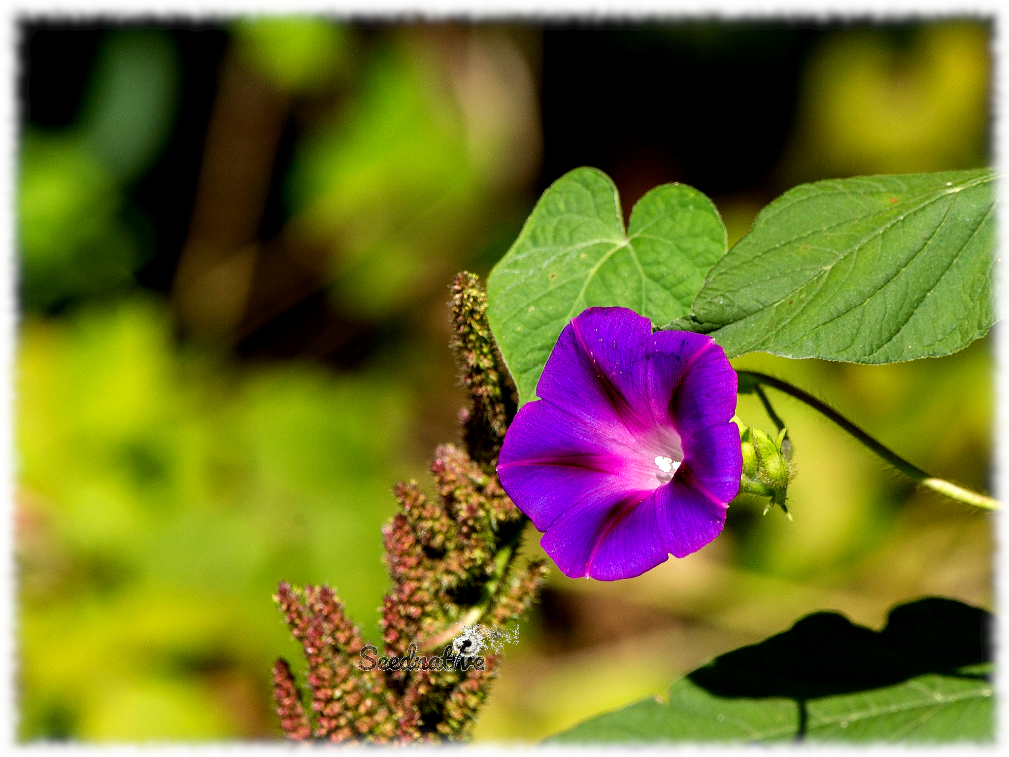 Ipomoea purpurea - Gloria de la mañana - 50 semillas