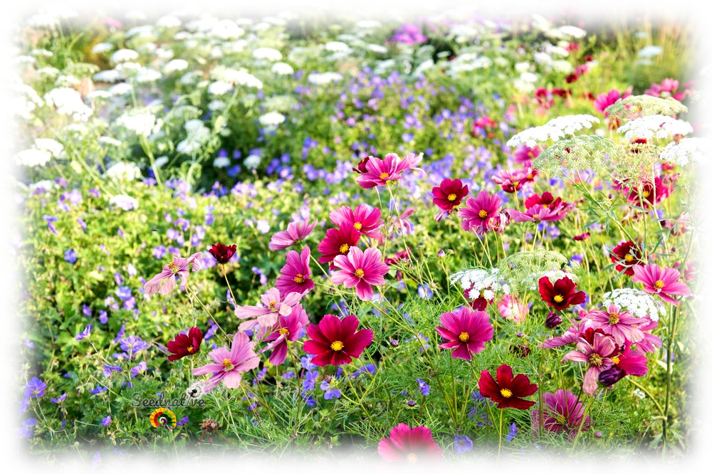 Cosmos bipinnatus - Cosmos Rosa - 200 semillas