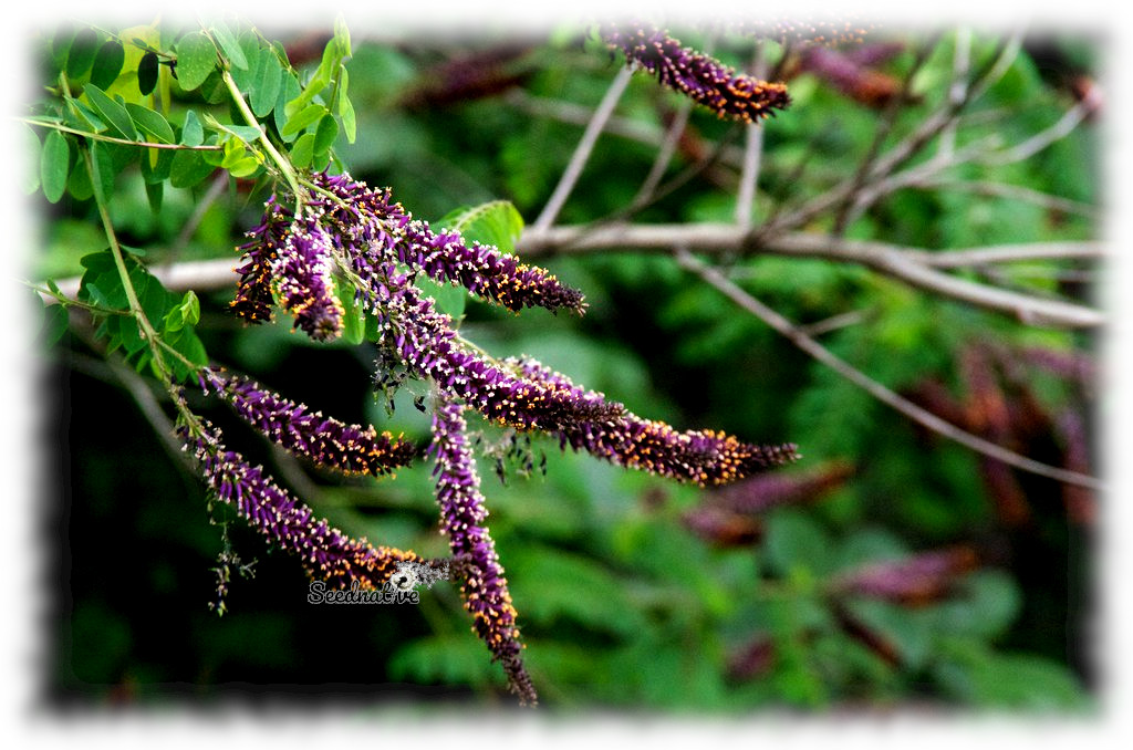 Amorpha fruticosa - Falso índigo - 500 semillas 