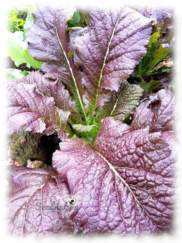 Brassica juncea - Mostaza roja - 300 semillas