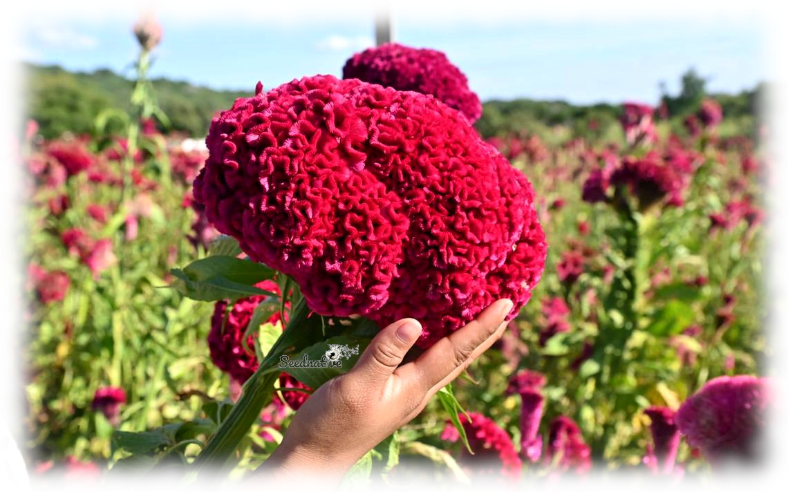 Celosia argentea var Cristata nana - Cresta de gallo - 500 semillas 