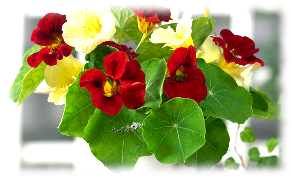 Tropaeolum nanum Tom thumb - Capuchina noche y día - 20 semillas 