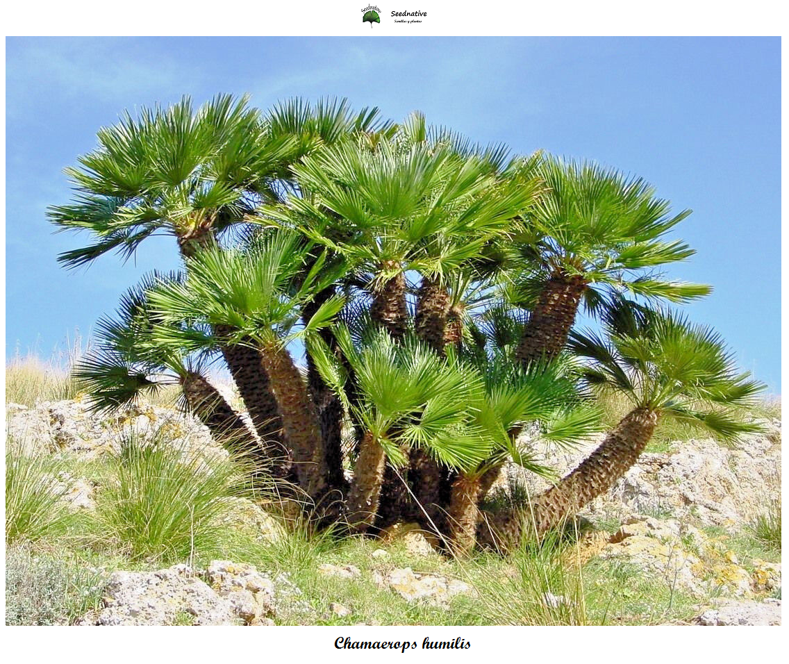 Chamaerops humilis - Palmito - 15 semillas