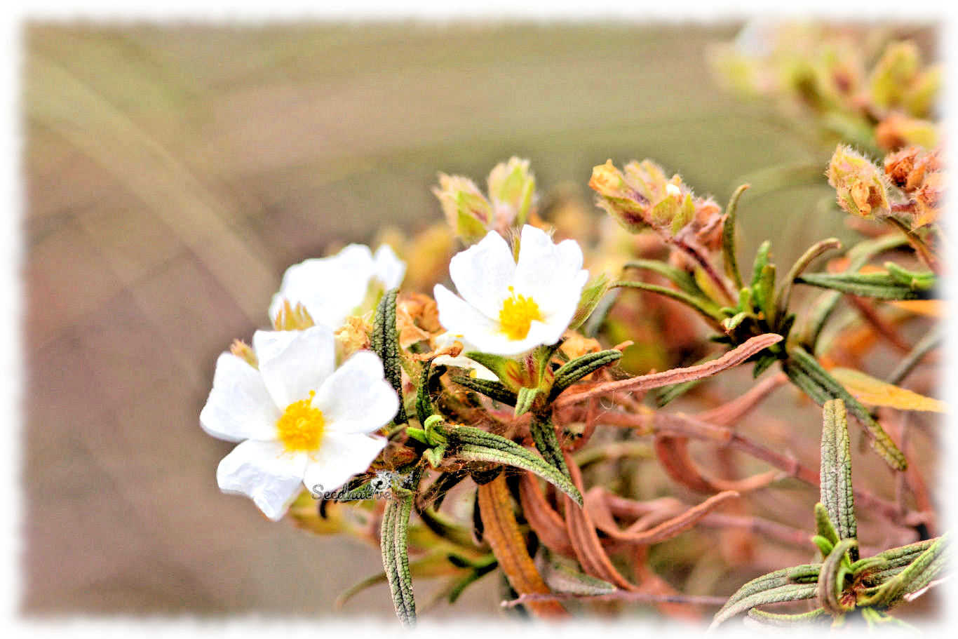 Cistus clusii - Romerina - 300 semillas