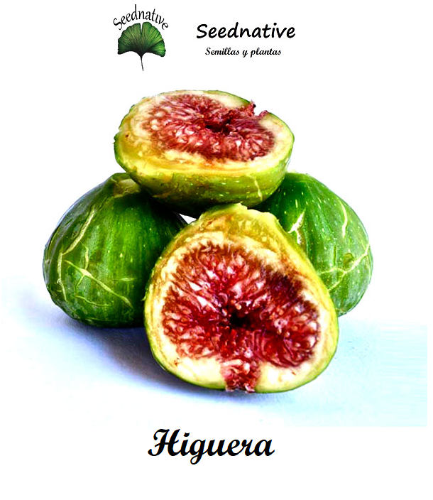 Ficus carica - Higuera blanca - 1000 semillas - Fig