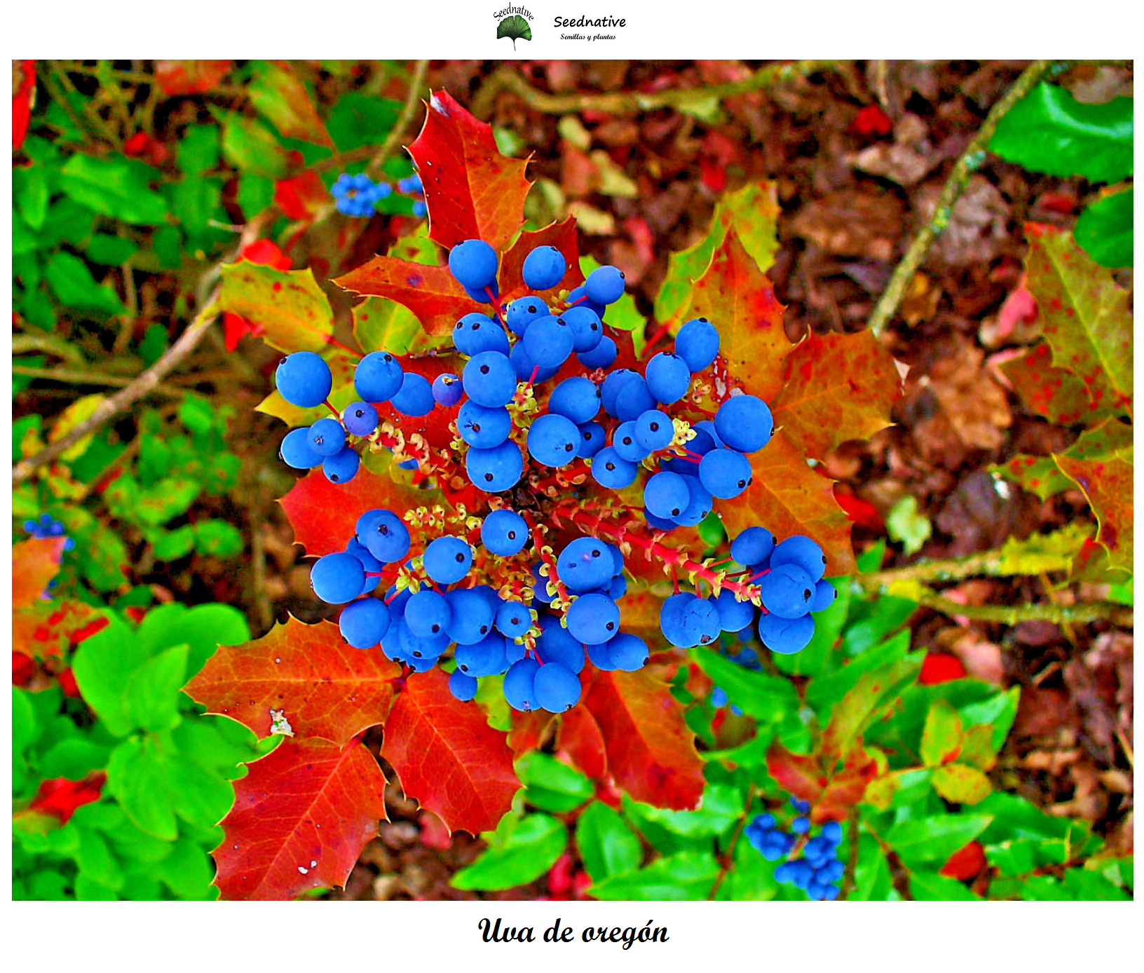 Mahonia aquifolium - Uva de Oregón - 100 semillas