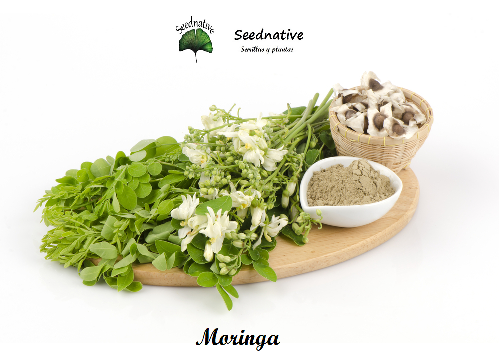 Moringa Oleifera - 25 semillas - Moringa