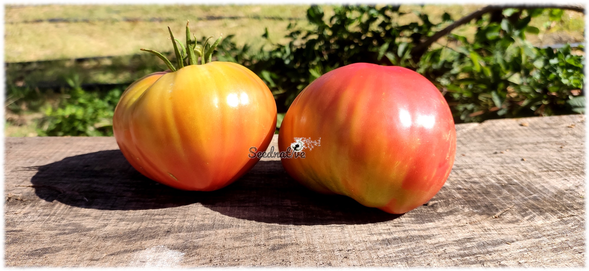 Tomate Gordal valenciano Del Perelló - 20 semillas