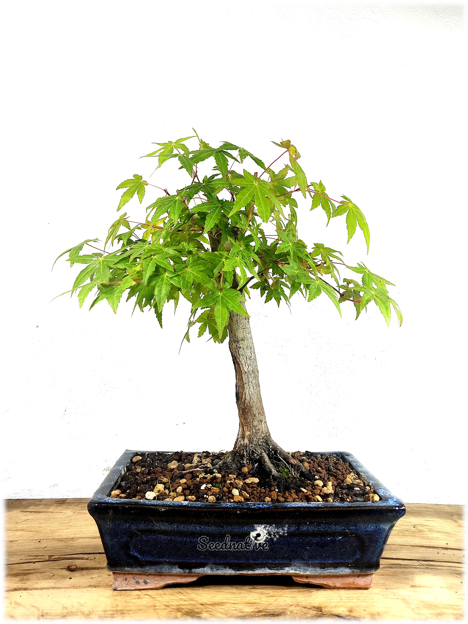 Bonsái Acer palmatum - Arce japones