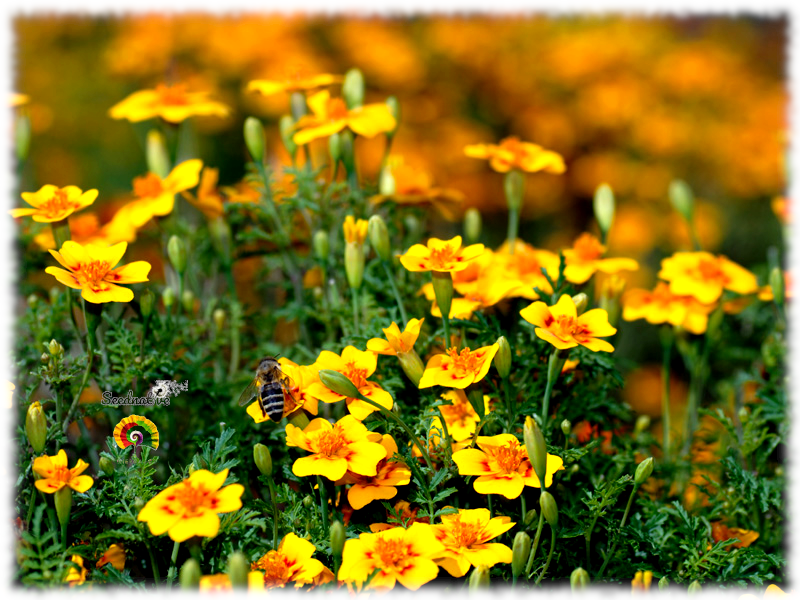 Tagetes lucida - Pericón - 100 semillas 