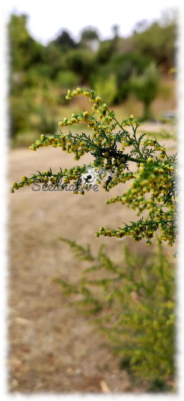 Artemisia annua - Ajenjo dulce - 10000 semillas