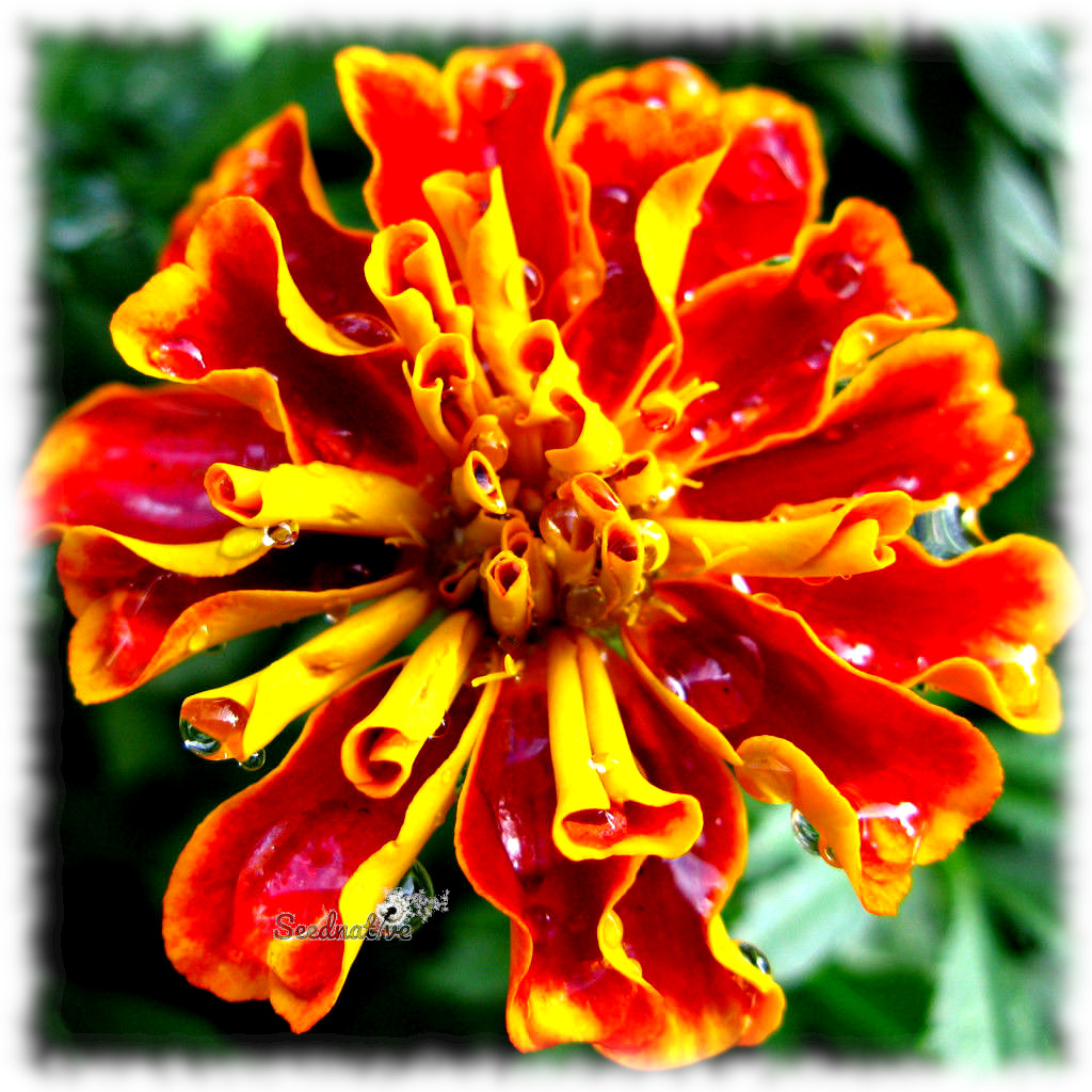 Tagetes patula - Clavel indio - 300 semillas - French Marigold