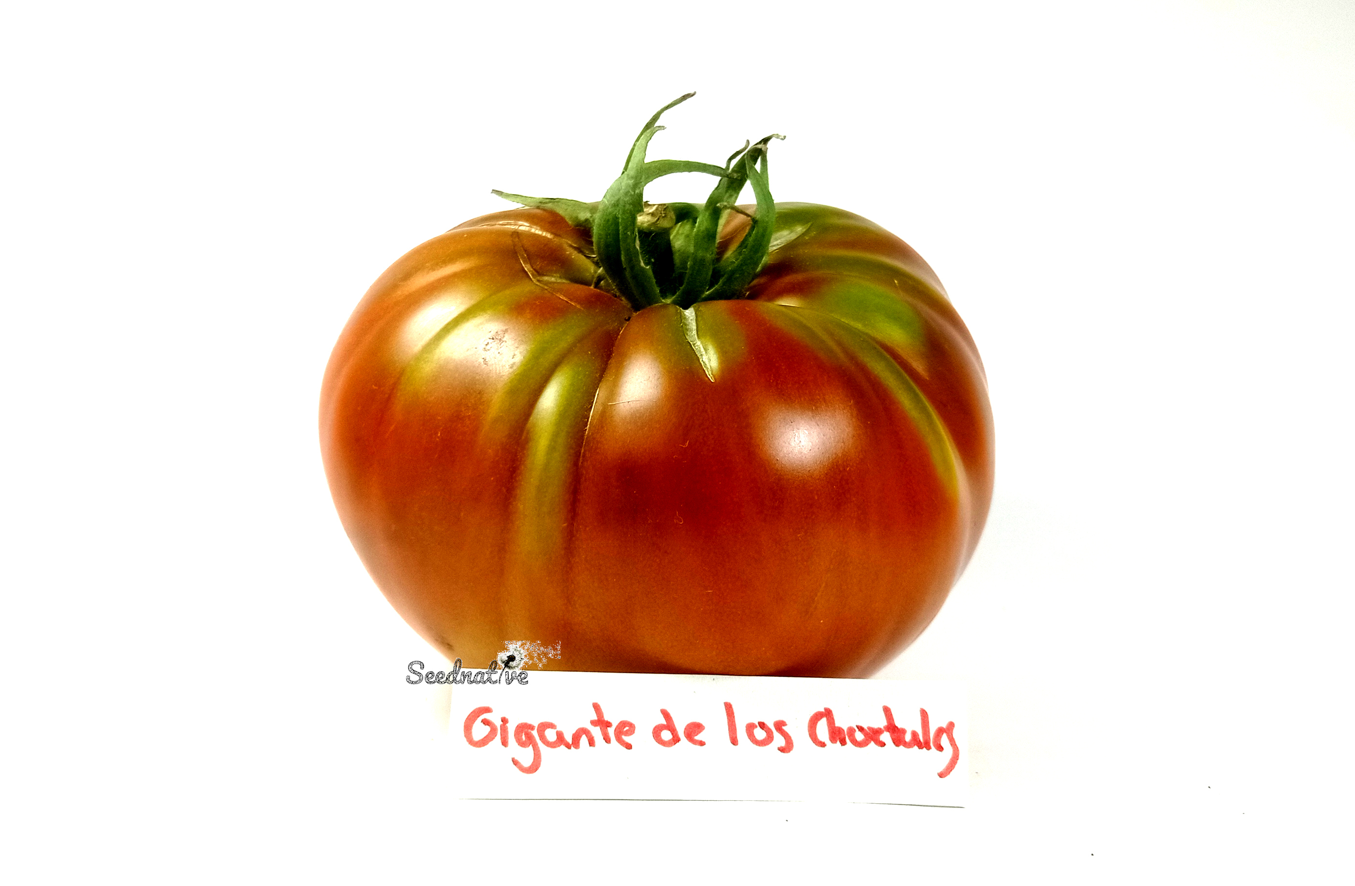 Tomate Gigante de los Chortales - 20 semillas 