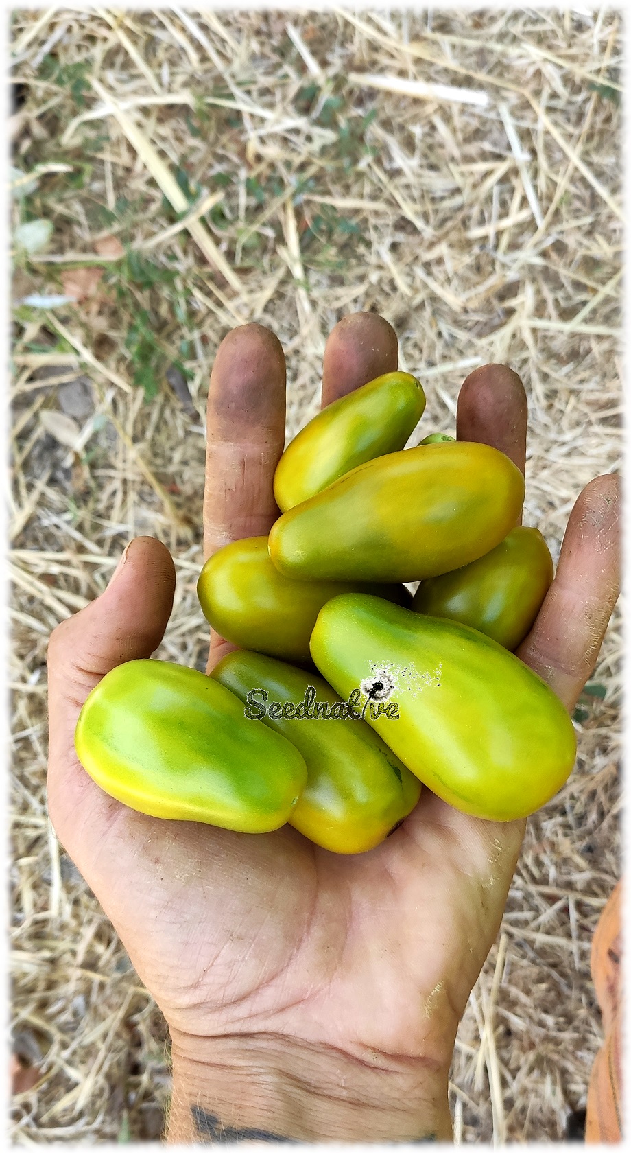 Tomate Ciruela Verde - 10 semillas - Green Plum