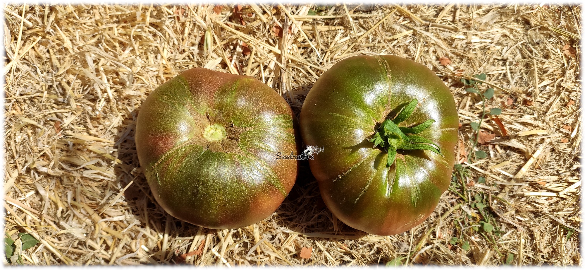 Tomate Cenizo del Cañamares - 15 semillas 