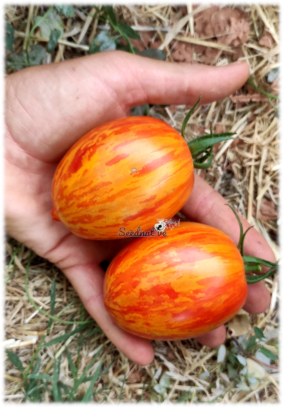 Tomate de Pascua - 10 semillas