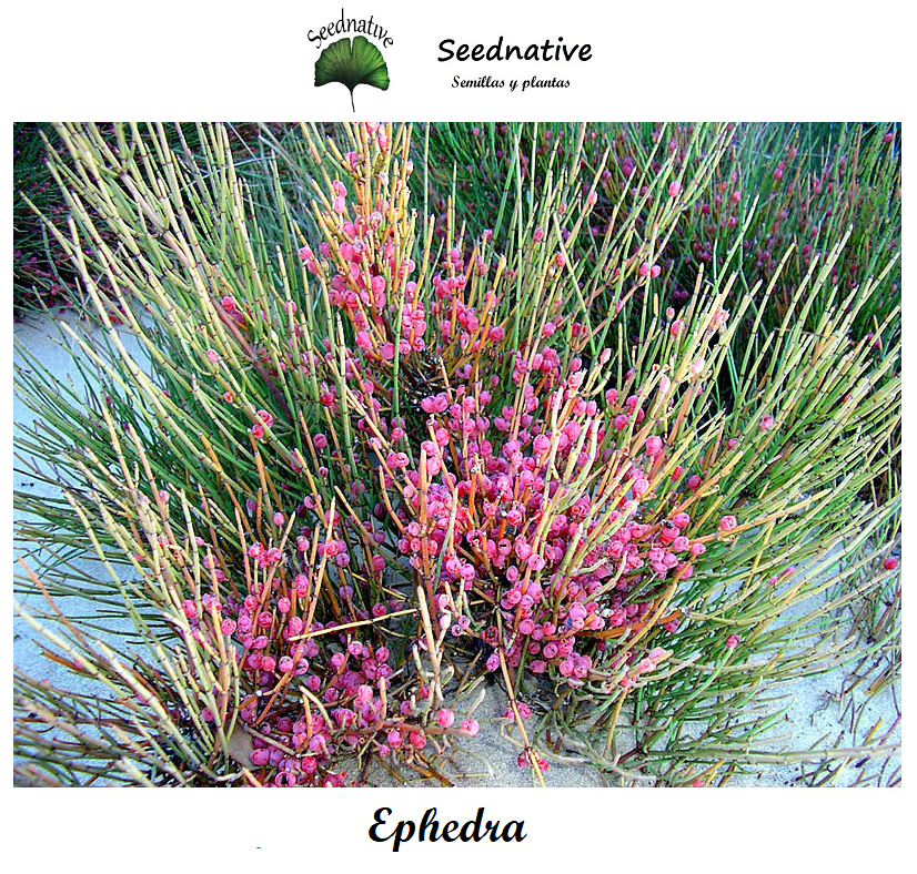 Ephedra fragilis - Efedra - 100 semillas