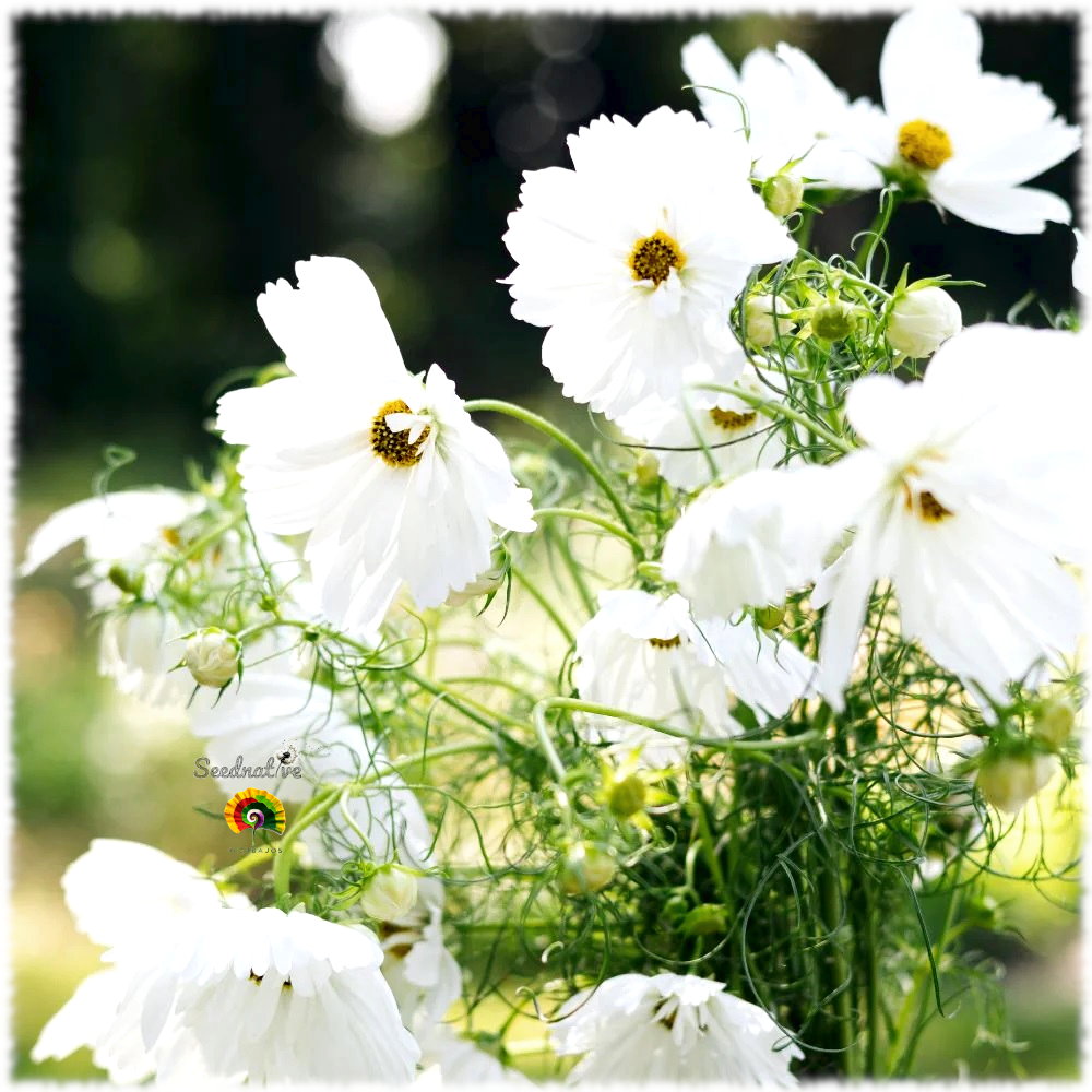 Cosmos bipinnatus - Cosmos Blanco - 200 semillas