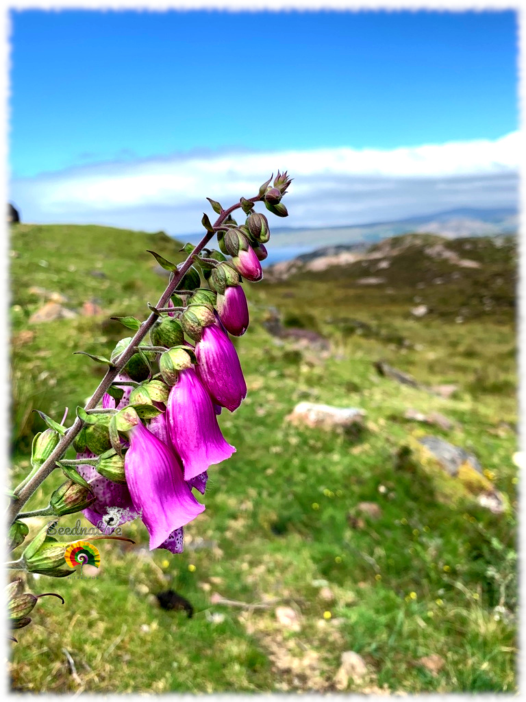 Digitalis thapsi - Dedalera Española - 1000 semillas