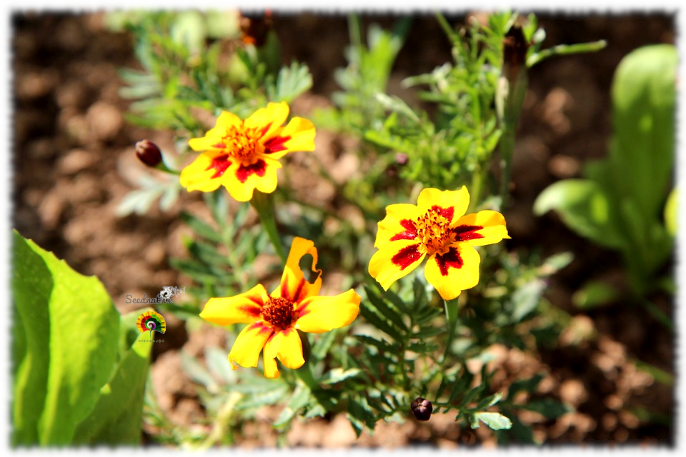 Tagetes patula nana 'Naughty Marietta' - Damasquina - 500 semillas 