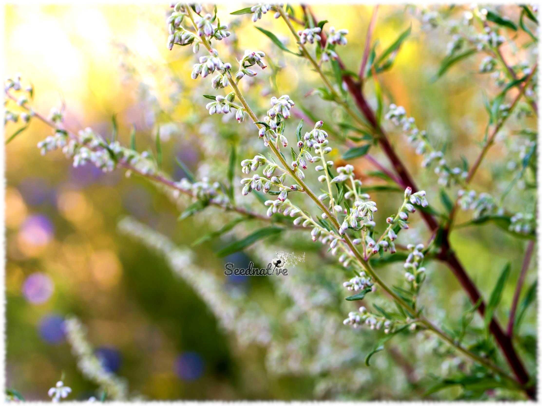 Artemisa - Artemisia vulgaris - 3000 semillas 