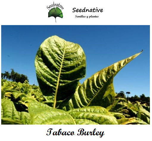 Nicotiana tabacum - Tabaco Burley - 500 semillas