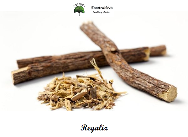 Glycyrrhiza glabra - Regaliz - 50 semillas - Liquorice