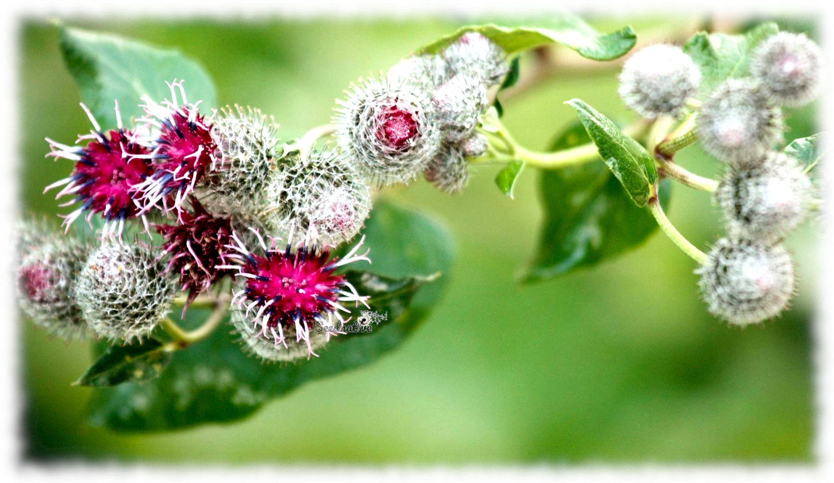 Arctium lappa var. edule - Bardana Japonica - 50 semillas